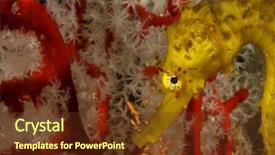  Presentation with ocean seahorse - Colorful PPT layouts enhanced with hippocampus - tigertail seahorse in colourful soft backdrop and a tawny brown colored foreground