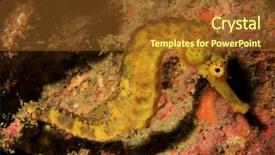  Presentation with horse anatomy - Amazing presentation theme having hippocampus - tigertail seahorse yellow sea horse backdrop and a tawny brown colored foreground