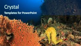 Presentation with ocean seahorse - PPT layouts enhanced with hippocampus - yellow thorny seahorse sea horse background and a ocean colored foreground
