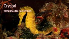  Presentation with yellow oyster mushroom - Presentation design featuring hippocampus - yellow tigertail seahorse background and a wine colored foreground