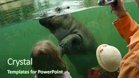  Presentation with old dry tree - Presentation design with hippopotamus amphibius at berlin zoo background and a tawny brown colored foreground