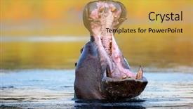  Presentation with south africa - Audience pleasing slide set consisting of hippopotamus amphibius displaying aggressive behavior backdrop and a yellow colored foreground