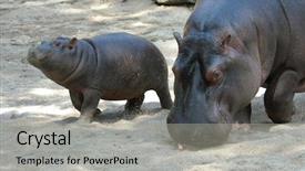  Presentation with baby animals - Slide set consisting of hippopotamus amphibius with its baby background and a light gray colored foreground