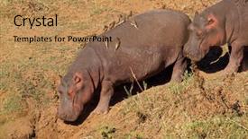  Presentation with kruger - Colorful presentation theme enhanced with hippopotamus amphibius with oxpecker bird backdrop and a coral colored foreground