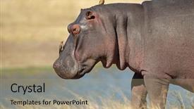  Presentation with birds - Theme with hippopotamus amphibius with oxpecker birds background and a coral colored foreground