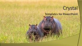  Presentation with serengeti africa - Colorful slides enhanced with hippopotamus hippo standing in grassland backdrop and a yellow colored foreground