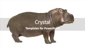  Presentation with 30 years service award - Presentation having hippopotamus - hippopotamus amphibius 30 years in front of a white background background and a tawny brown colored foreground