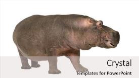  Presentation with years of service award - Presentation theme having hippopotamus - hippopotamus amphibius 30 years in front of a white background background and a soft green colored foreground