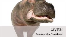  Presentation with 50 years - PPT layouts consisting of hippopotamus - hippopotamus amphibius 30 years in front of a white background background and a light gray colored foreground