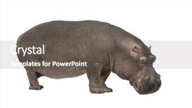  Presentation with years of service award - Presentation theme with hipopotamo - hippopotamus - hippopotamus amphibius 30 background and a dark gray colored foreground