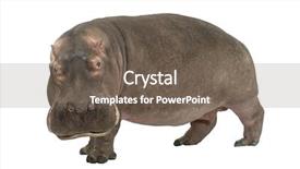  Presentation with 15 years - Amazing PPT layouts having hippopotamus - hippopotamus amphibius 30 years in front of a white background backdrop and a violet colored foreground