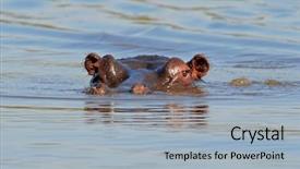  Presentation with water park - Cool new PPT theme with hippopotamus hippopotamus amphibius submerged in water kruger national park south africa backdrop and a light blue colored foreground