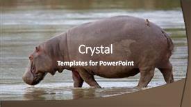  Presentation with africa - Colorful theme enhanced with hippopotamus hippopotamus amphibius walking in shallow water sabie-sand nature reserve south africa backdrop and a tawny brown colored foreground