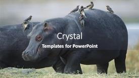  Presentation with birds - PPT theme with hippopotamus hippopotamus amphibius with birds on back background and a dark gray colored foreground