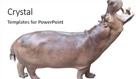  Presentation with brown sugar isolated on white - Cool new theme with hipopotamo - hippopotamus isolated on white background backdrop and a white colored foreground