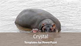  Presentation with kenya - PPT theme enhanced with hippopotamus-mother-and-baby background and a gray colored foreground