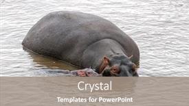  Presentation with kenya - Cool new presentation theme with hippopotamus-mother-and-baby backdrop and a gray colored foreground