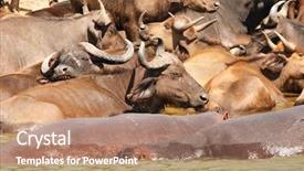  Presentation with nile river - Presentation theme featuring hippos in the water nile background and a coral colored foreground