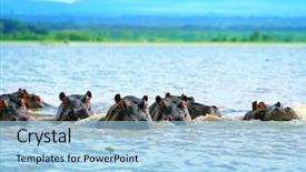  Presentation with family africa - Slides consisting of hippos on lake naivasha africa background and a light blue colored foreground