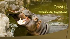  Presentation with food martabak keju - Cool new slides with monstrous - hippos opened their mouths waiting backdrop and a tawny brown colored foreground