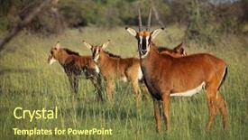  Presentation with family africa - Theme featuring hippotragus niger in natural habitat background and a tawny brown colored foreground