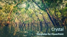  Presentation with mangrove - Theme consisting of hipster style image of flood background and a ocean colored foreground
