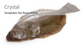  Presentation with japanese - PPT layouts enhanced with hirame-japanese-halibut-isolated background and a white colored foreground