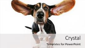  Presentation with basset hound - Presentation theme with basset hound with his ears flying away background and a light gray colored foreground