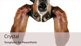  Presentation with basset hound - PPT theme with his ears flying away background and a soft green colored foreground