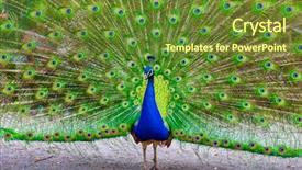  Presentation with peacock - Presentation design with his magnificent plumage at beacon background and a tawny brown colored foreground
