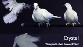  Presentation with doves - Slide set enhanced with his trained white dove background and a wine colored foreground