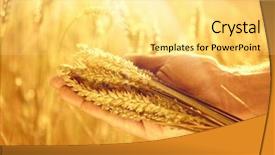  Presentation with wheat - Slides featuring his wheat ears crop protection background and a yellow colored foreground