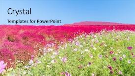  Presentation with autumn blue - Presentation design featuring hitachi seaside park in autumn background and a light blue colored foreground