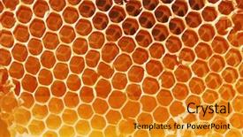  Presentation with honey bee hive - Cool new theme with hive - honey bee honeycomb backdrop and a gold colored foreground