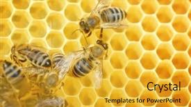  Presentation with honeycomb - Cool new presentation design with hive - worker bees on honeycomb backdrop and a gold colored foreground