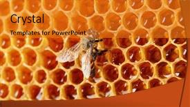  Presentation with honey bee hive - Amazing presentation having hive - yellow beautiful honeycomb with honey backdrop and a gold colored foreground