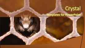  Presentation with bee hive - Audience pleasing PPT layouts consisting of hive - yong bee inside honeycomb closeup backdrop and a tawny brown colored foreground