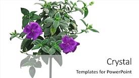  Presentation with rustic purple flower - Colorful presentation design enhanced with hoa - purple melastoma flower plant isolated backdrop and a white colored foreground