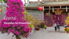  Presentation with lunar new year - Slide set featuring hoa-mai-tree-ochna-integerrima background and a violet colored foreground