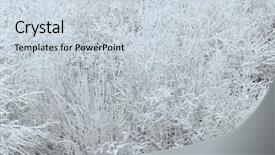  Presentation with pine trees - Slide set having hoarfrost forming on pine trees background and a lemonade colored foreground