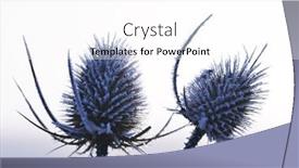  Presentation with thistle - PPT layouts with hoarfrost-on-thistle-close-up background and a white colored foreground