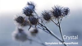  Presentation with thistle - PPT layouts featuring hoarfrost-on-thistle-close-up background and a seafoam green colored foreground
