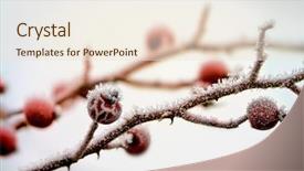  Presentation with hip - Theme consisting of hoarfrost on wild-rose background and a lemonade colored foreground