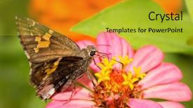  Presentation with pink petal flower animated - Slide set featuring hoary edge butterfly feeding background and a gold colored foreground