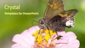  Presentation with neon edge - Audience pleasing PPT theme consisting of hoary edge butterfly on pink backdrop and a tawny brown colored foreground