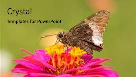  Presentation with butterfly - Colorful slides enhanced with hoary edge butterfly backdrop and a gold colored foreground