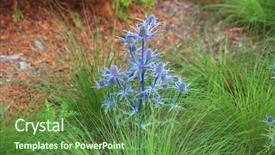  Presentation with sea galilee holy land - Cool new slide deck with hobbit - blue sea holly erngium flower backdrop and a tawny brown colored foreground
