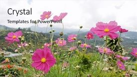  Presentation with malaysia - Presentation theme having cameron highlands malaysia background and a sky blue colored foreground