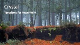  Presentation with foggy forest - Beautiful slide set featuring hobbit - gran canaria canary islands pine backdrop and a gray colored foreground
