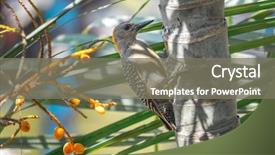  Presentation with palm tree - Presentation design consisting of hoffmann's woodpecker melanerpes hoffmannii background and a  colored foreground